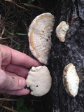 Trametes cubensis image