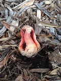 Clathrus columnatus image