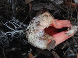 Clathrus columnatus image