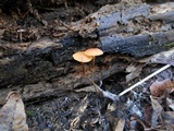 Rhizomarasmius pyrrhocephalus image