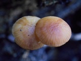 Rhizomarasmius pyrrhocephalus image