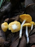Hygrocybe flavifolia image