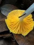 Hygrocybe flavifolia image