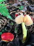 Hygrocybe laetissima image