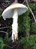 Lepiota spheniscispora image