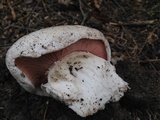 Agaricus bitorquis image
