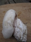 Agaricus bitorquis image