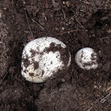 Agaricus bitorquis image