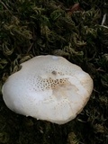 Pluteus petasatus image