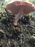 Pluteus petasatus image