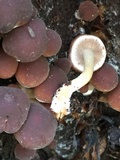 Psathyrella piluliformis image