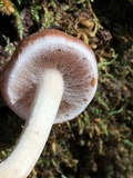 Psathyrella piluliformis image