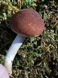 Psathyrella piluliformis image