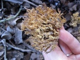 Phaeoclavulina myceliosa image