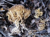 Phaeoclavulina myceliosa image