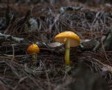 Amanita flavoconia var. inquinata image