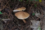 Austroboletus gracilis image