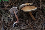Austroboletus gracilis image