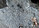 Lecanora rupicola var. rupicola image