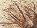 Acrocordia conoidea image