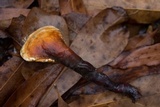 Ganoderma curtisii image
