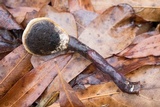 Ganoderma curtisii image