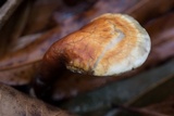 Ganoderma curtisii image