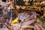 Naematelia aurantia image