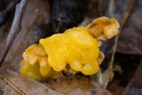 Naematelia aurantia image