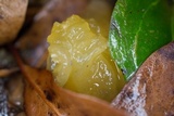 Naematelia aurantia image