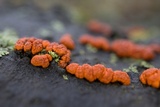 Amphilogia gyrosa image