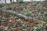 Amphilogia gyrosa image
