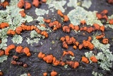 Amphilogia gyrosa image