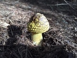Amanita augusta image