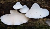 Favolaschia pustulosa image
