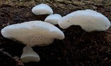Favolaschia pustulosa image
