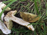 Boletus fibrillosus image