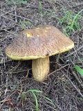 Boletus fibrillosus image