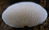 Favolaschia pustulosa image