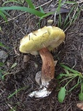 Boletus fibrillosus image