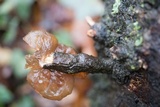 Exidia recisa image