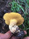 Suillus caerulescens image