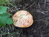 Suillus caerulescens image