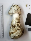 Amanita amerivirosa image