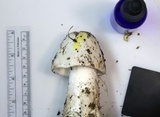Amanita amerivirosa image