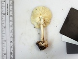 Amanita brunnescens image