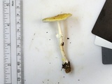 Amanita elongata image