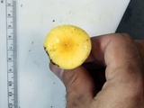 Amanita elongata image