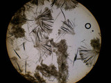 Trichoglossum hirsutum image