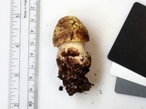 Amanita flavorubens image